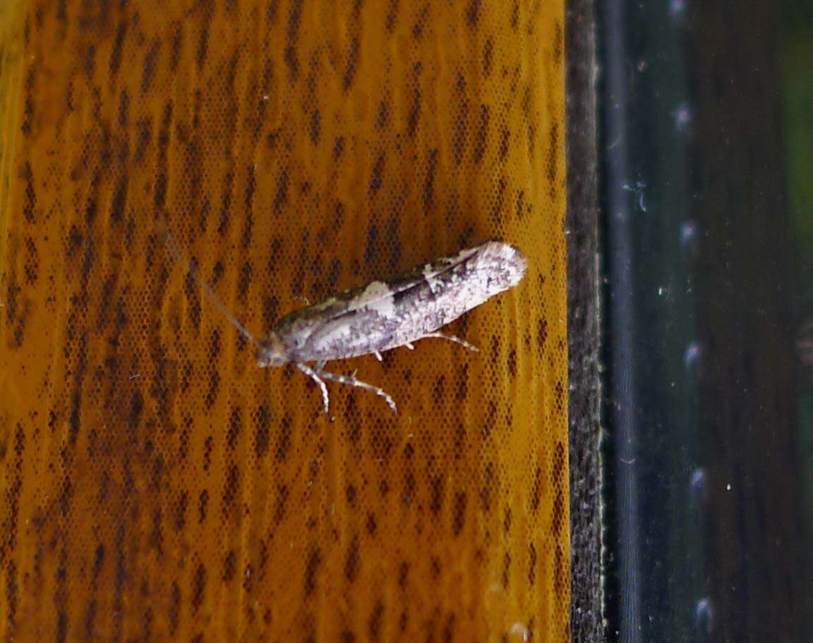 Image of Acrolepiopsis assectella