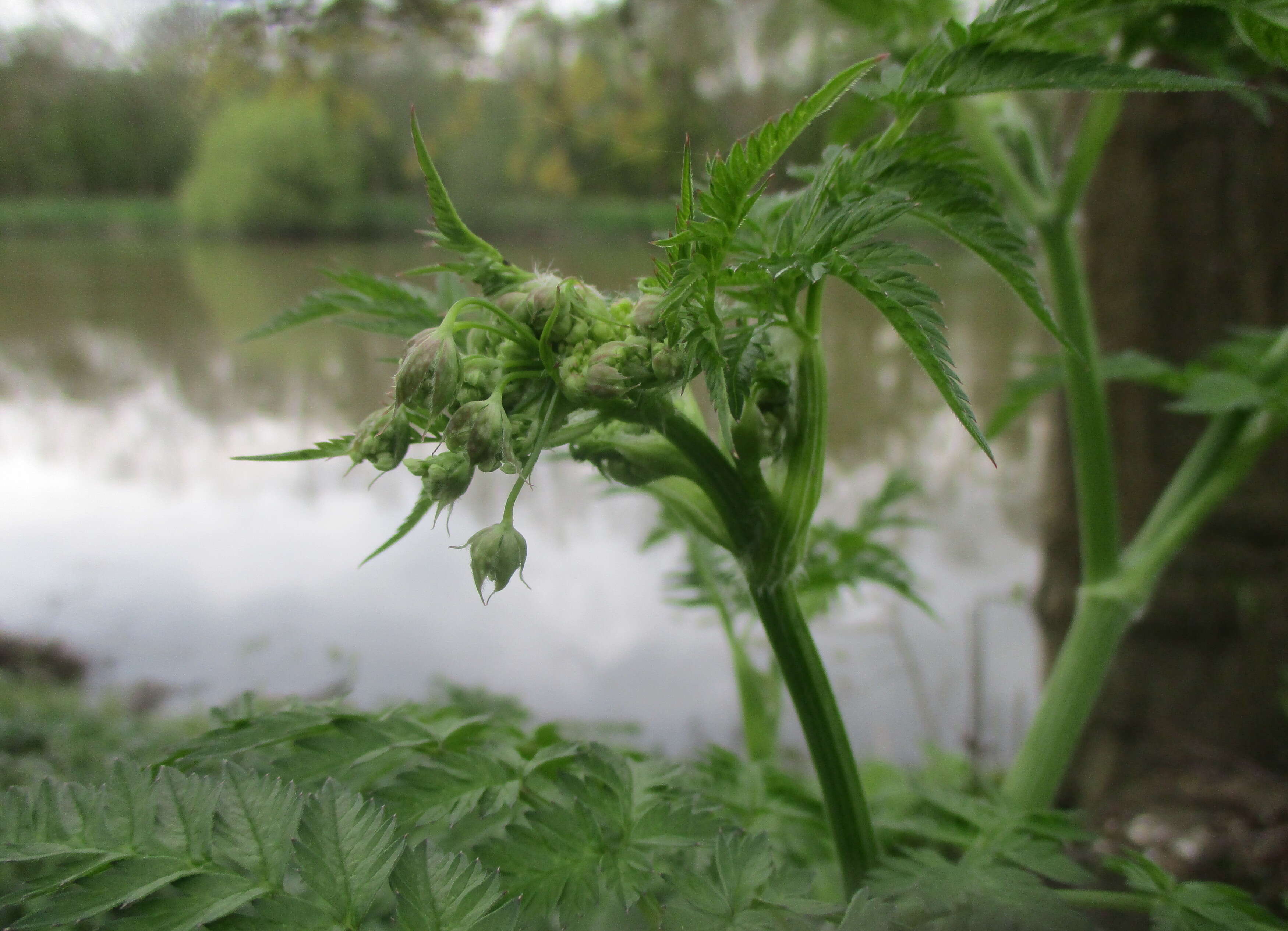 Imagem de Anthriscus sylvestris (L.) Hoffm.