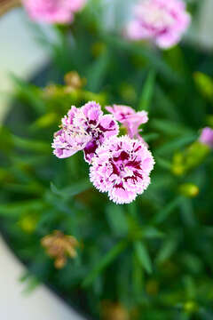 Image of carnation