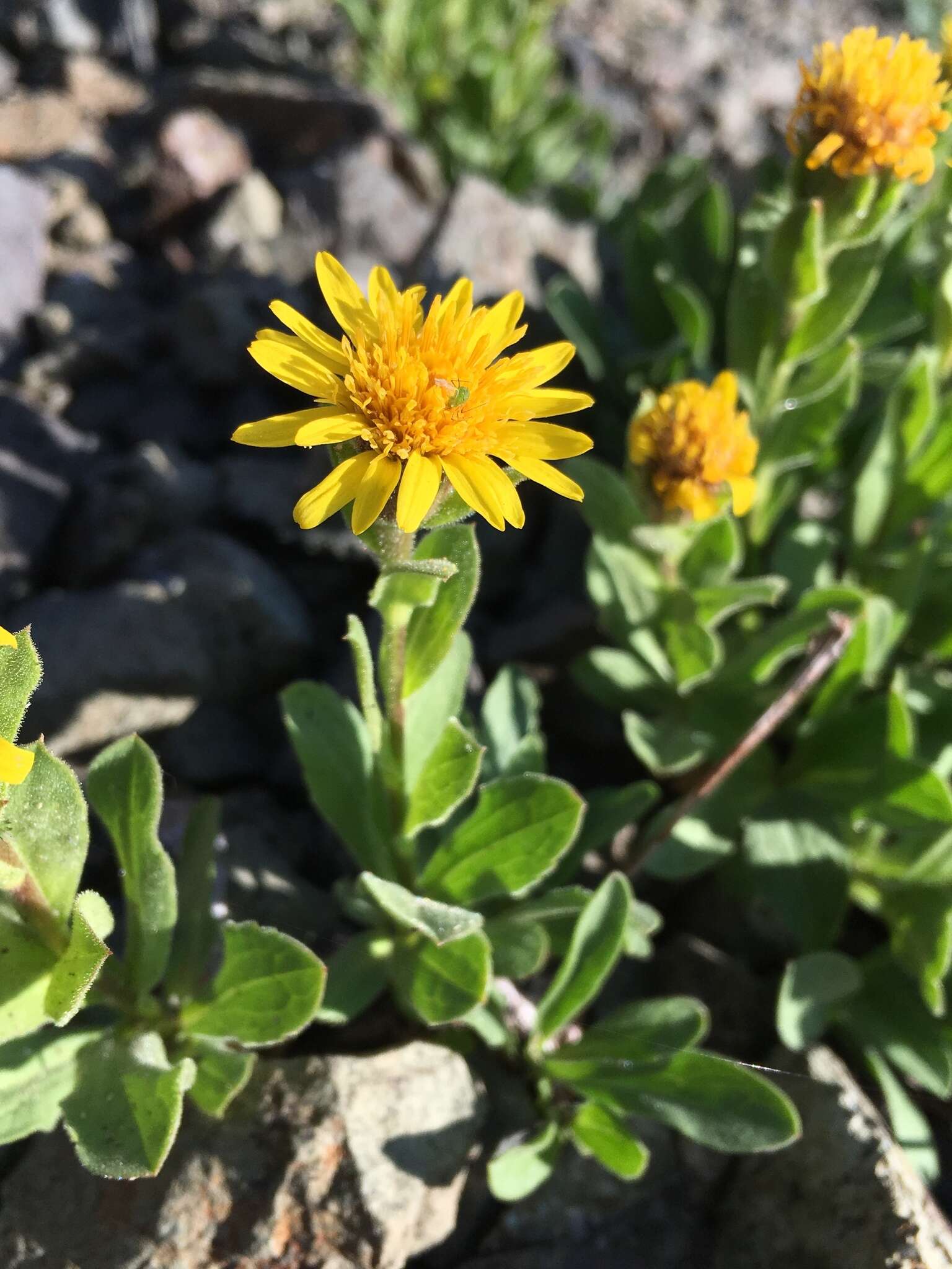 Image of Lyall's goldenweed