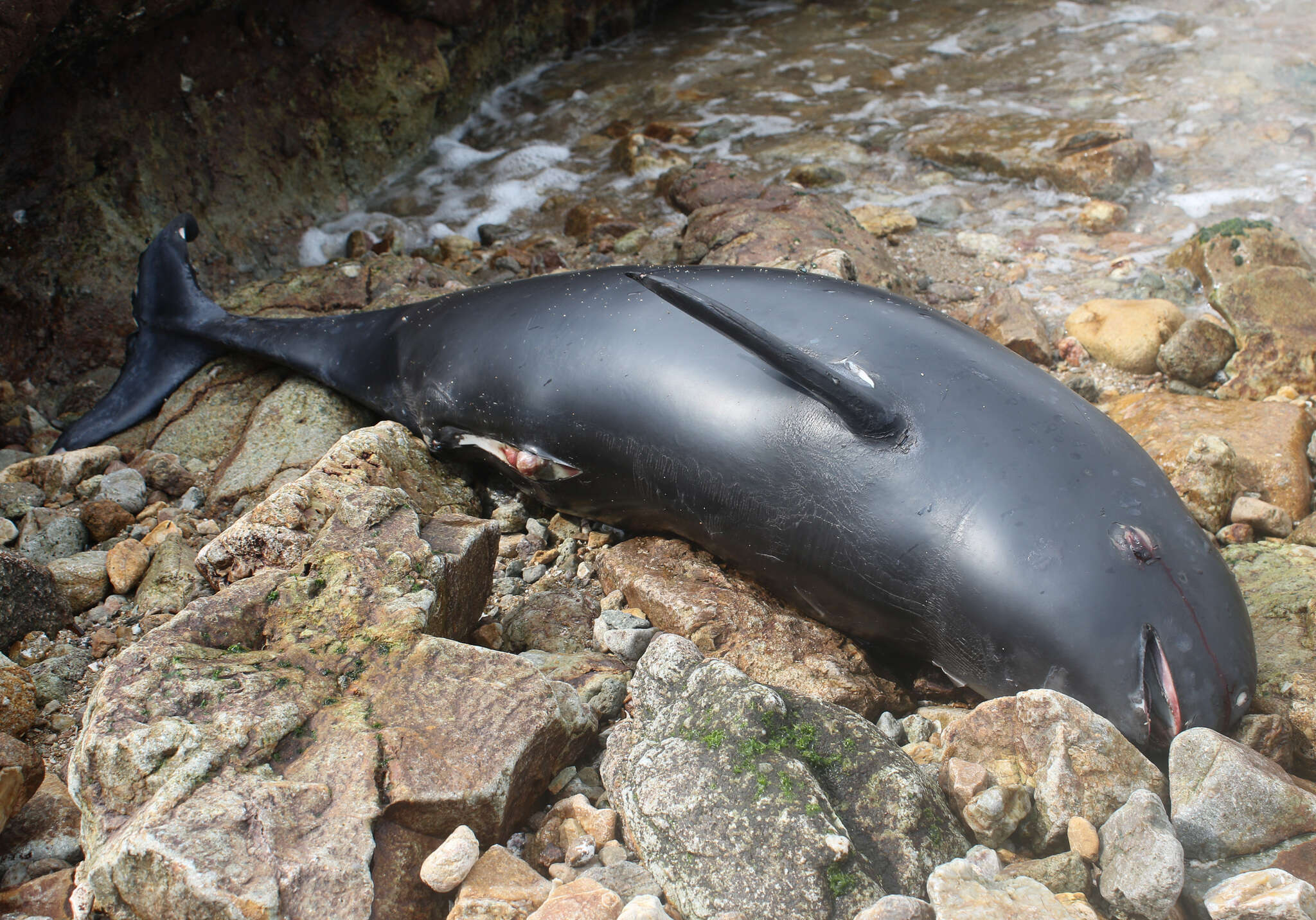 Image of Finless Porpoise