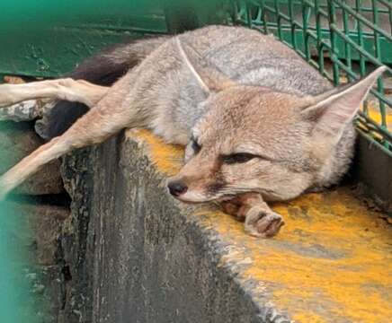 Image of Bengal Fox