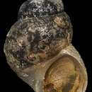 Image of Eatoniella atervisceralis Ponder 1965
