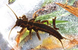 Image of American Salmonfly