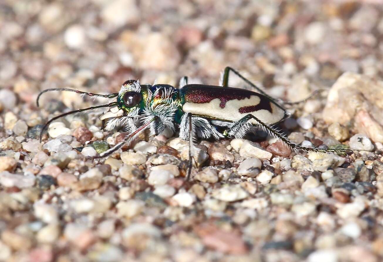 Image of Colorado Dune Tiger Beetle