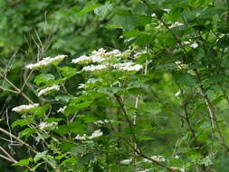 Image of Cranberry-tree