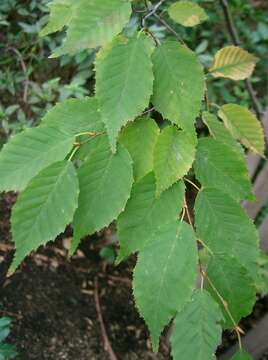 Слика од Carpinus laxiflora (Siebold & Zucc.) Blume