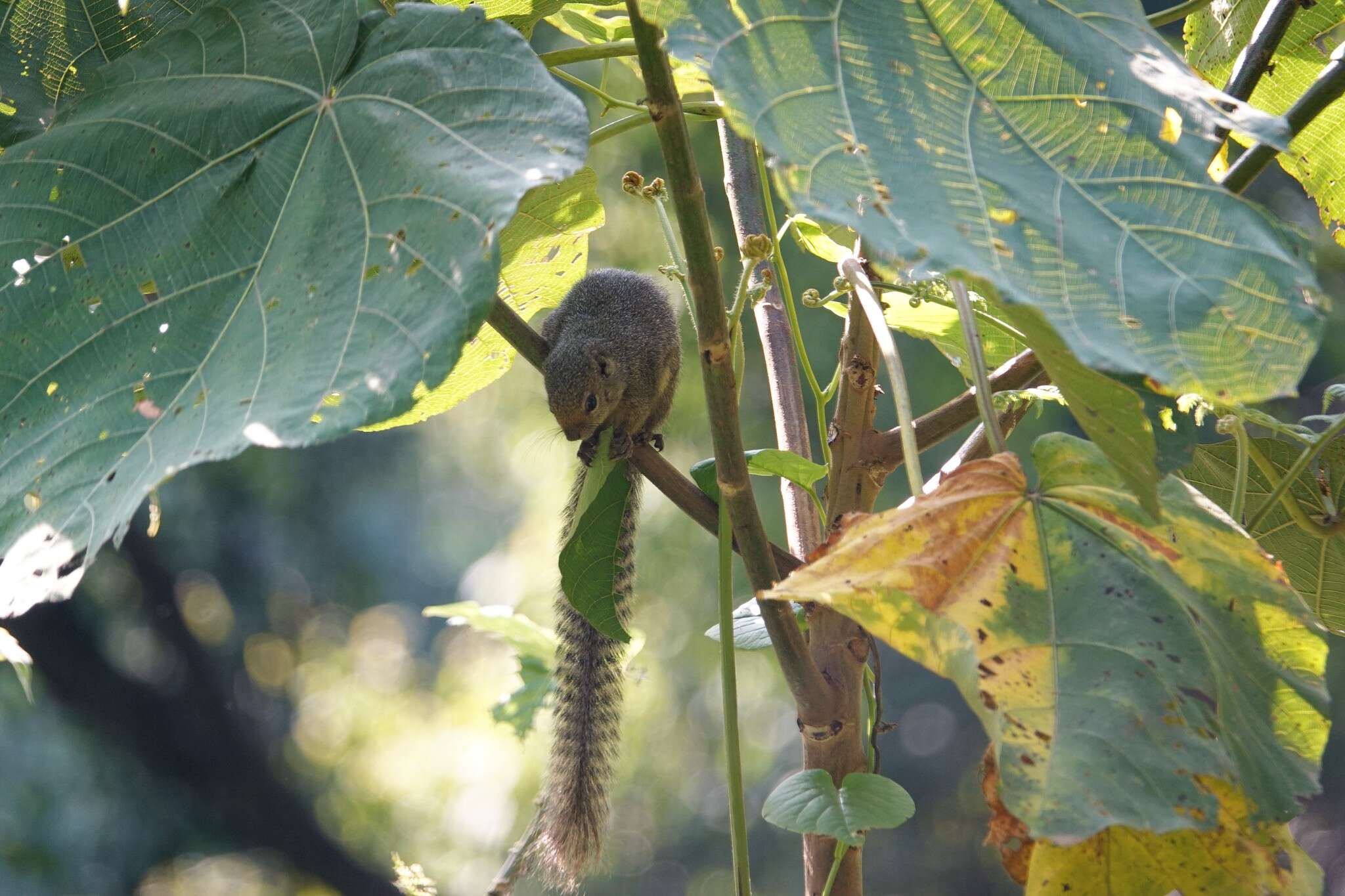 Image of Rwenzori Sun Squirrel