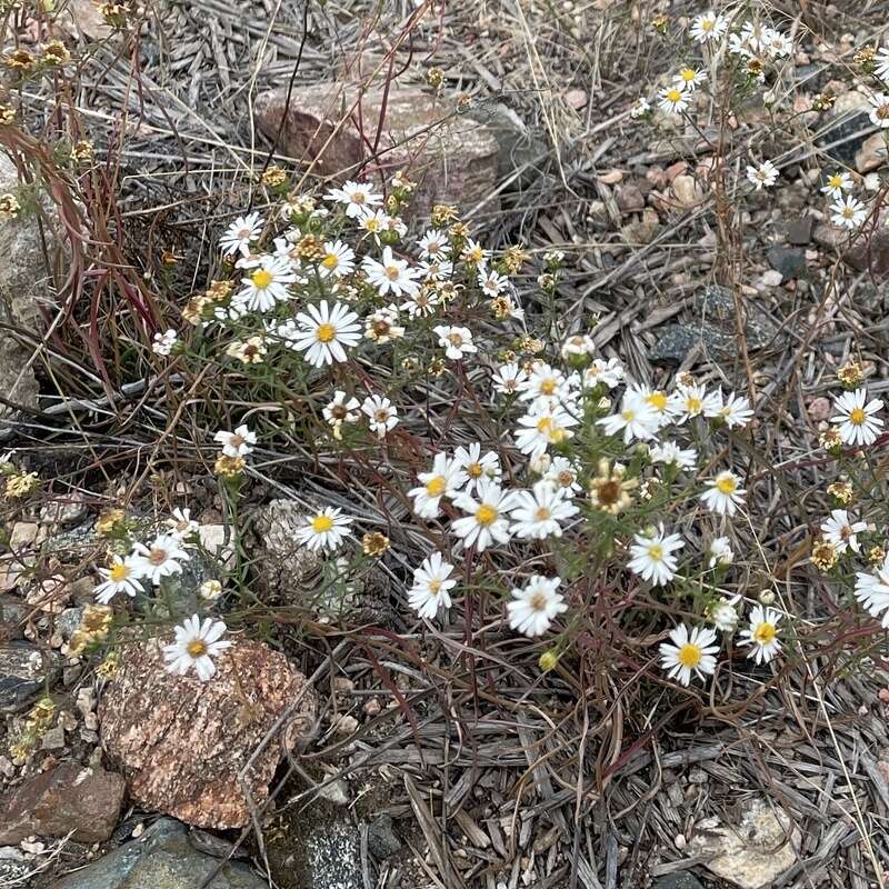 Image of Smooth White American-Aster