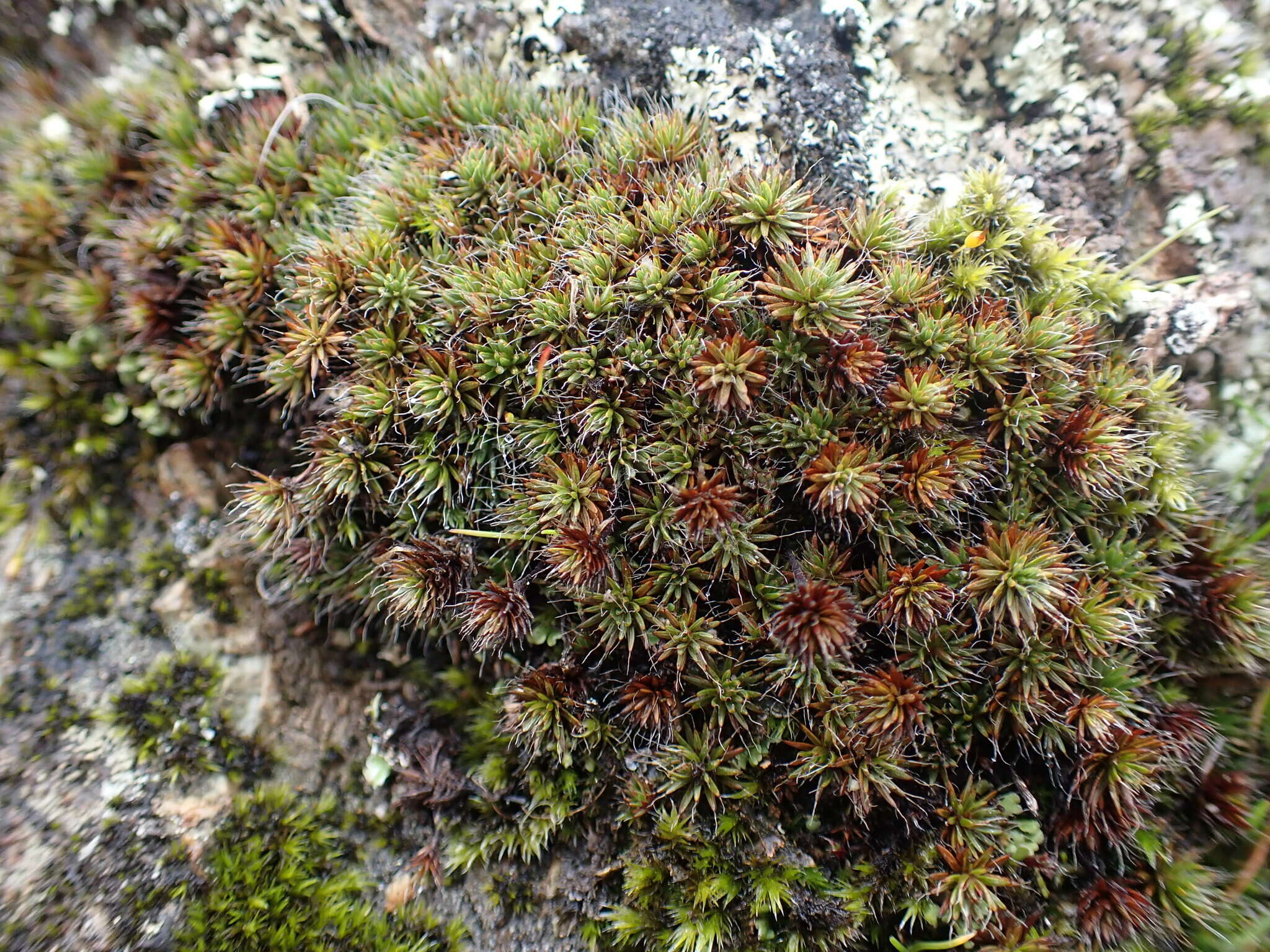 Image of Polytrichum moss