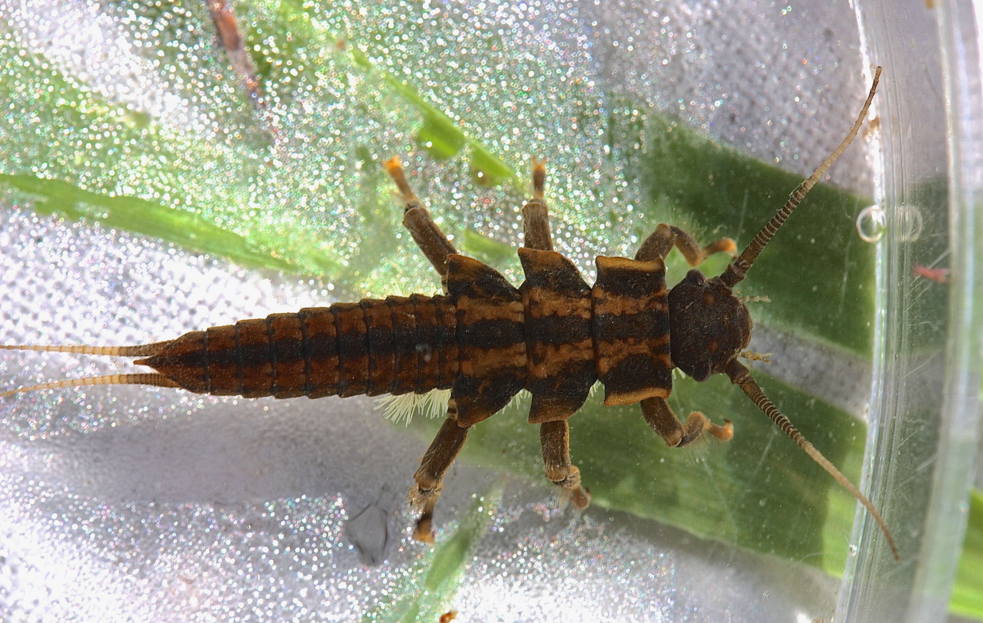 Image of American Salmonfly