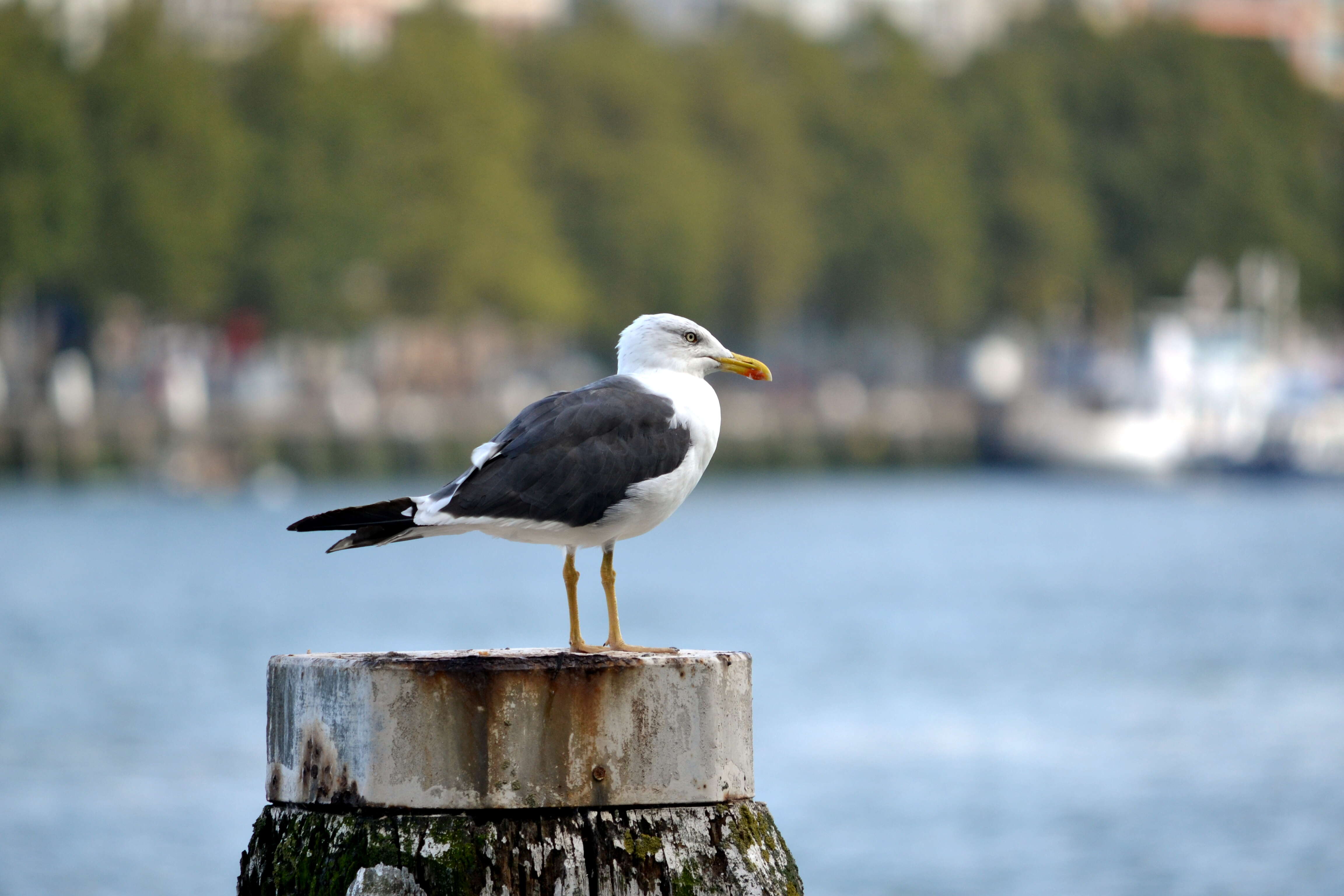 Image of Lesser Black-backed Gull