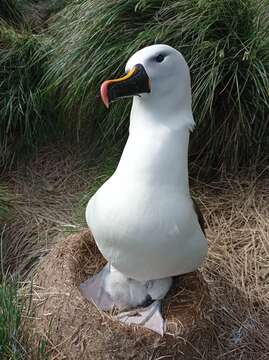 Image de Albatros de Carter