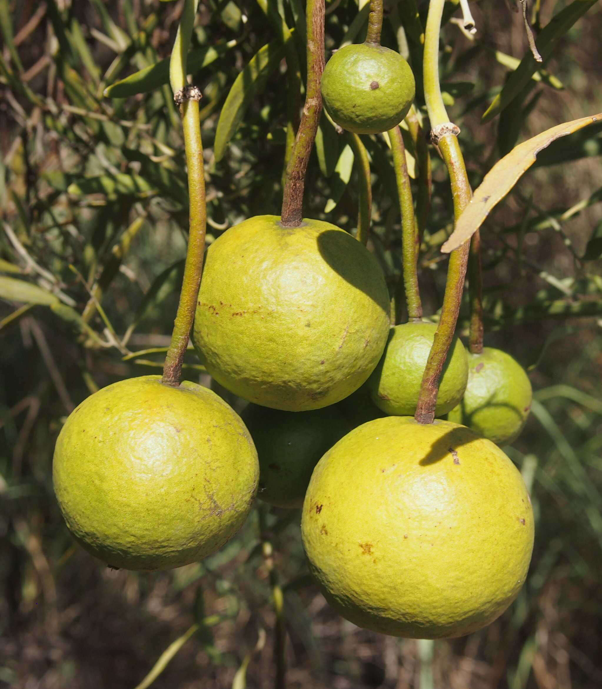 Image de Capparis loranthifolia Lindl.