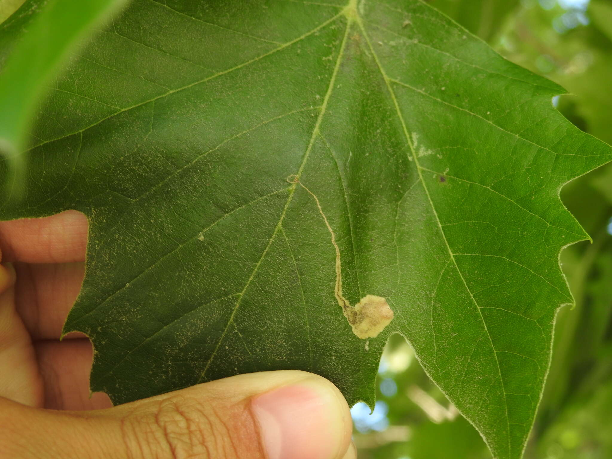 Image of Ectoedemia clemensella (Chambers 1873) Wilkinson et al. 1979