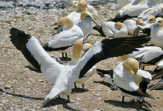 Image of Cape Gannet