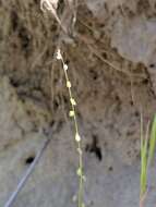 Image of sandweed