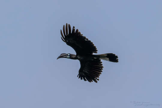 Image of Bushy-crested Hornbill