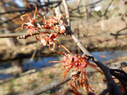 Imagem de Hamamelis ovalis S. W. Leonard