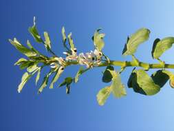 Image of Broad Bean