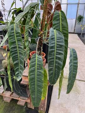 Image of philodendron