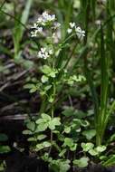 Image of Large Bittercress