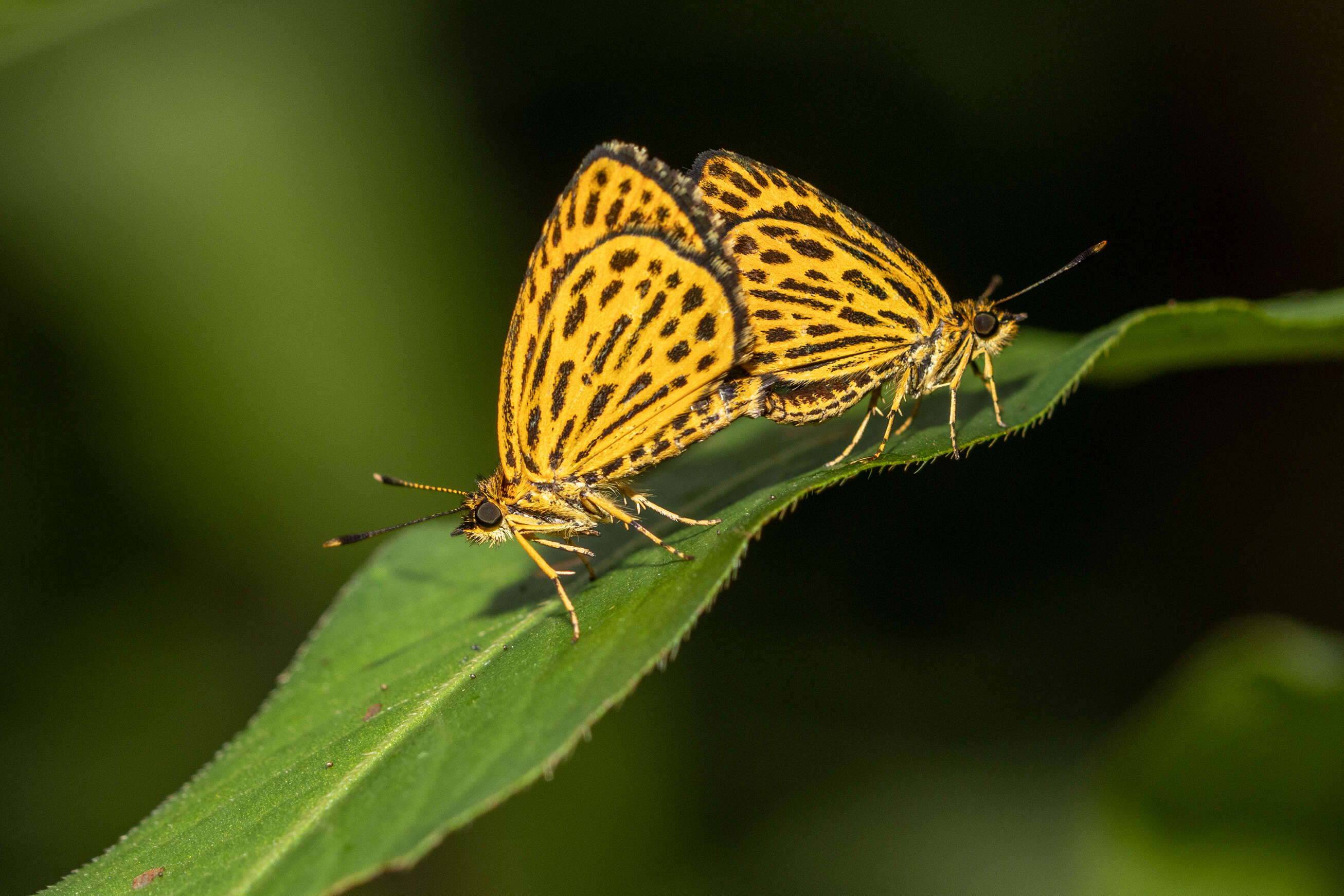 Image of Ampittia subvittatus