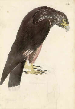 Image of Forster's Caracara