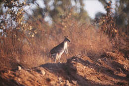 Image of Agile Wallaby