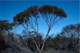 Image of Eucalyptus kochii subsp. borealis (C. A. Gardner) D. Nicolle