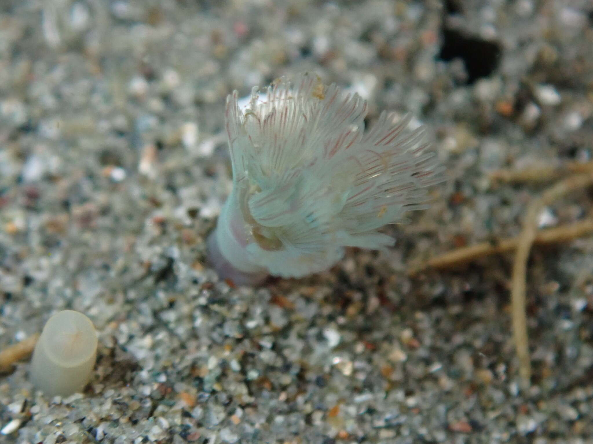 Image of large green phoronid