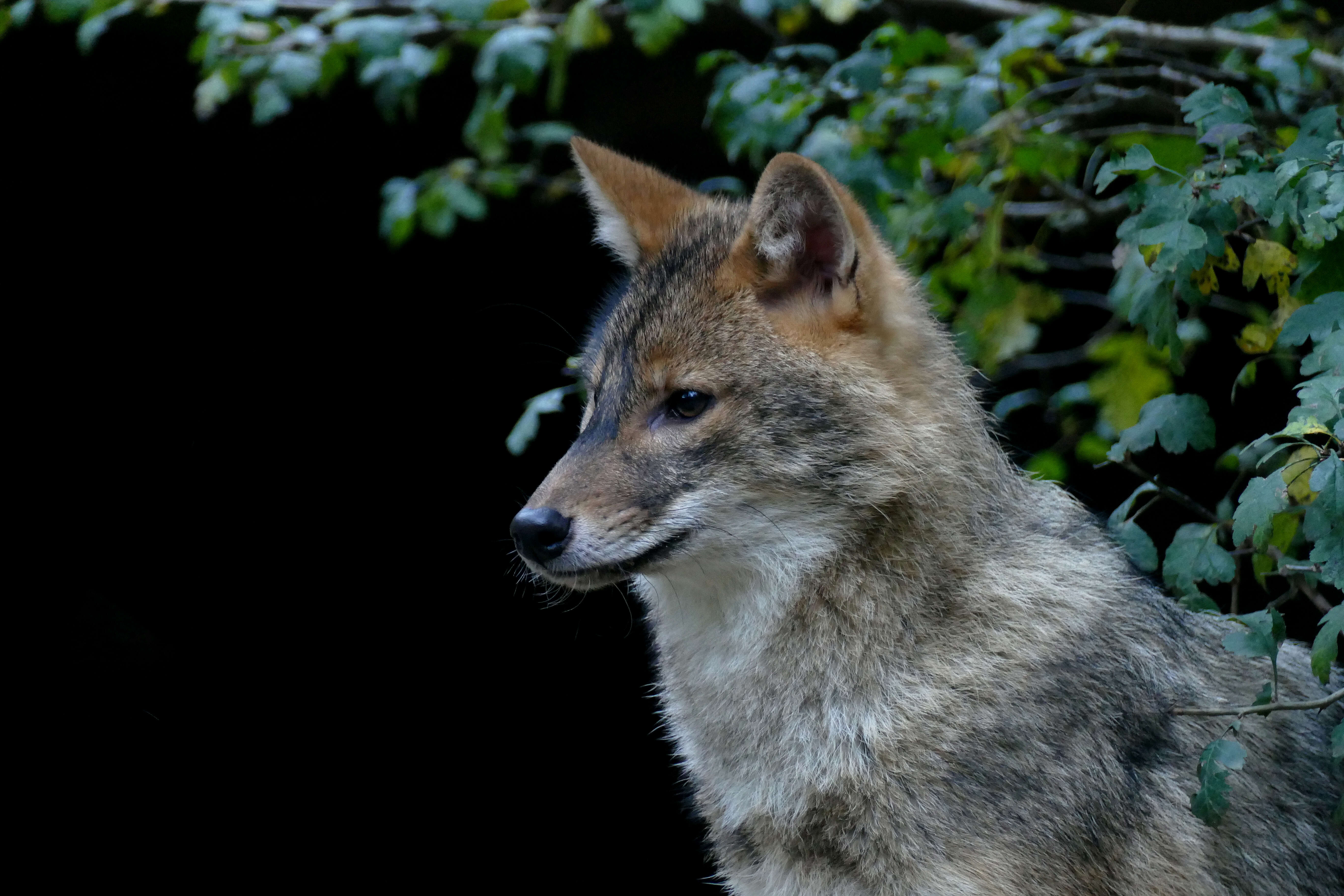 Image of European jackal