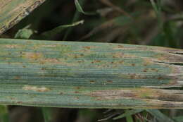 Imagem de Calamagrostis epigejos (L.) Roth