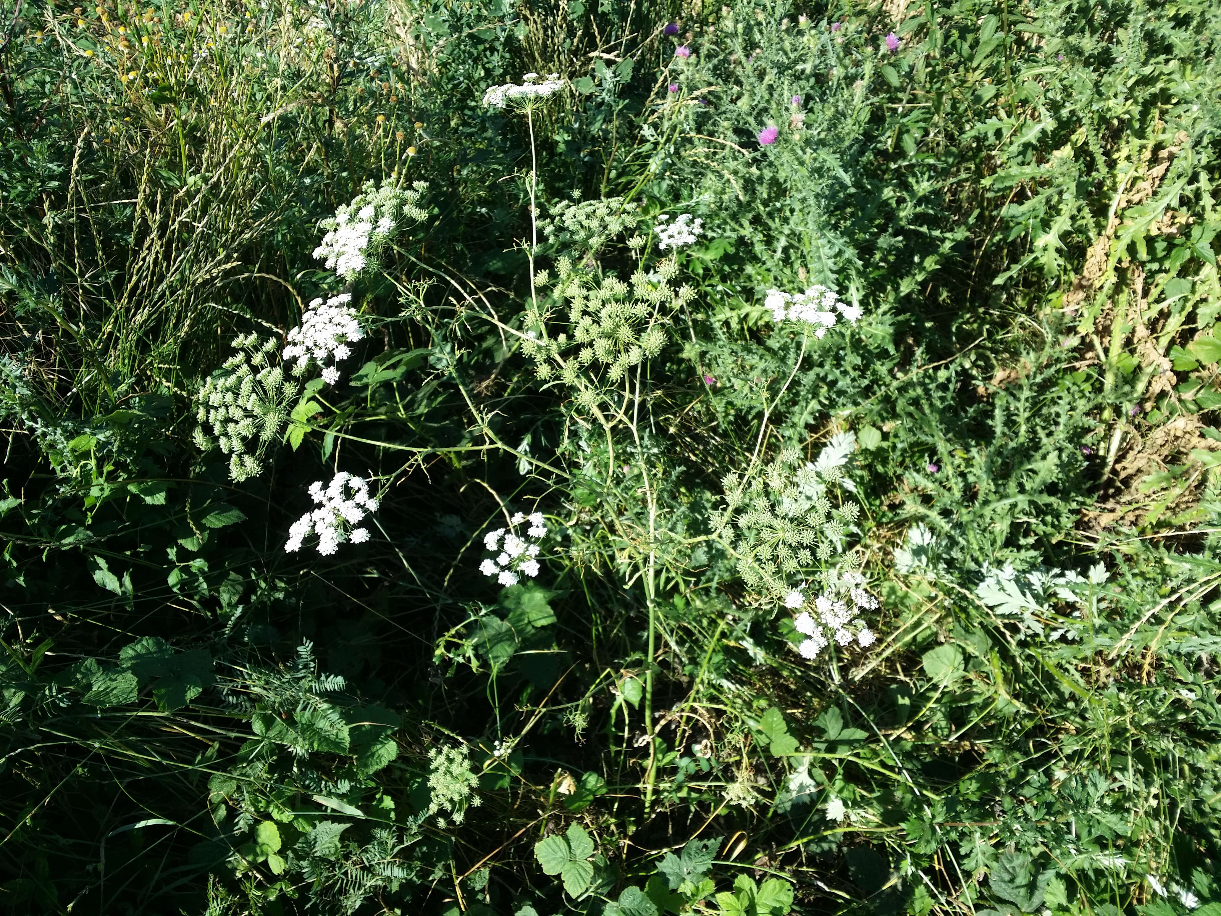 Imagem de Ammi majus L.