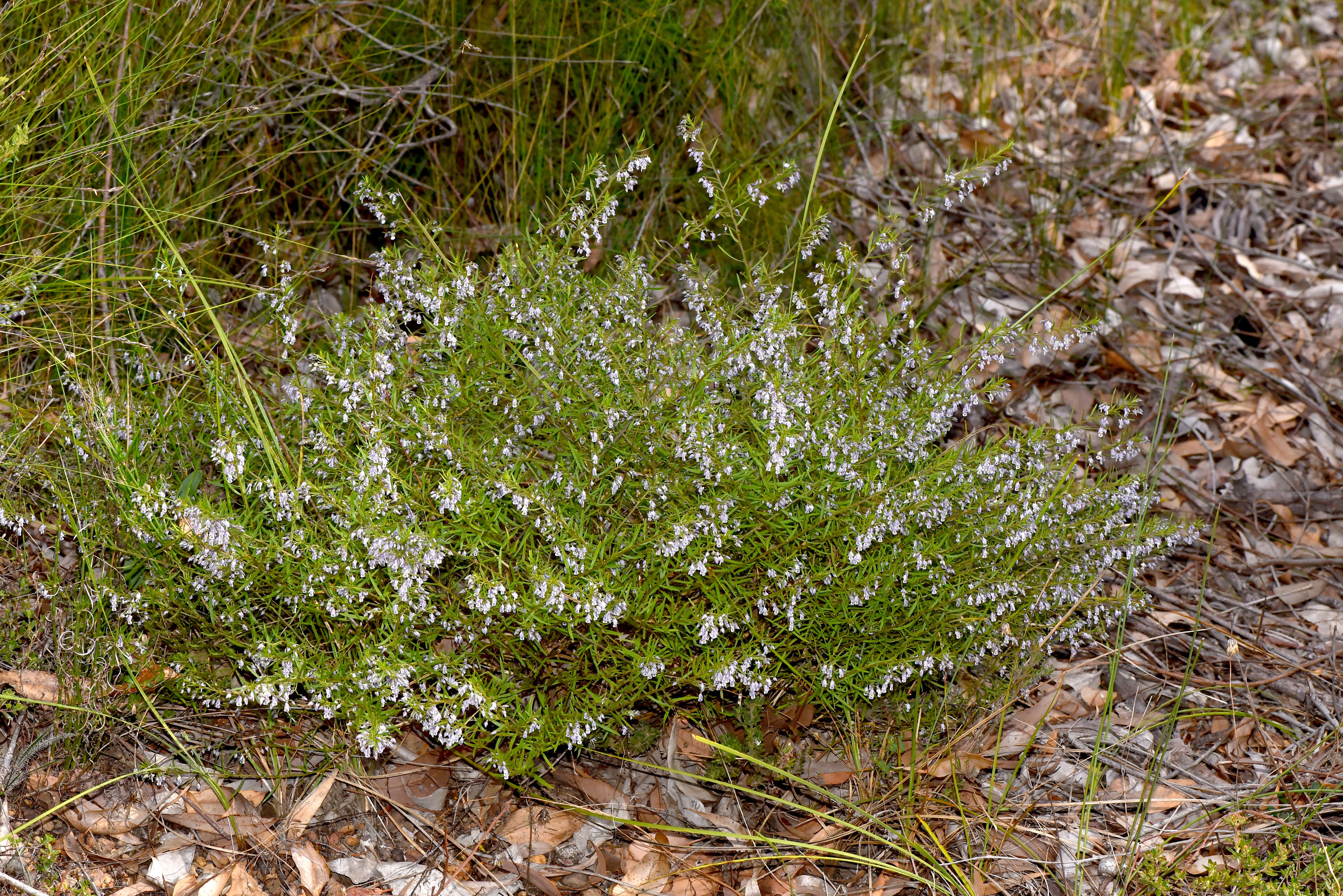 Image de Pigea floribunda subsp. floribunda