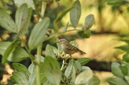 Imagem de Phylloscopus humei (Brooks & WE 1878)