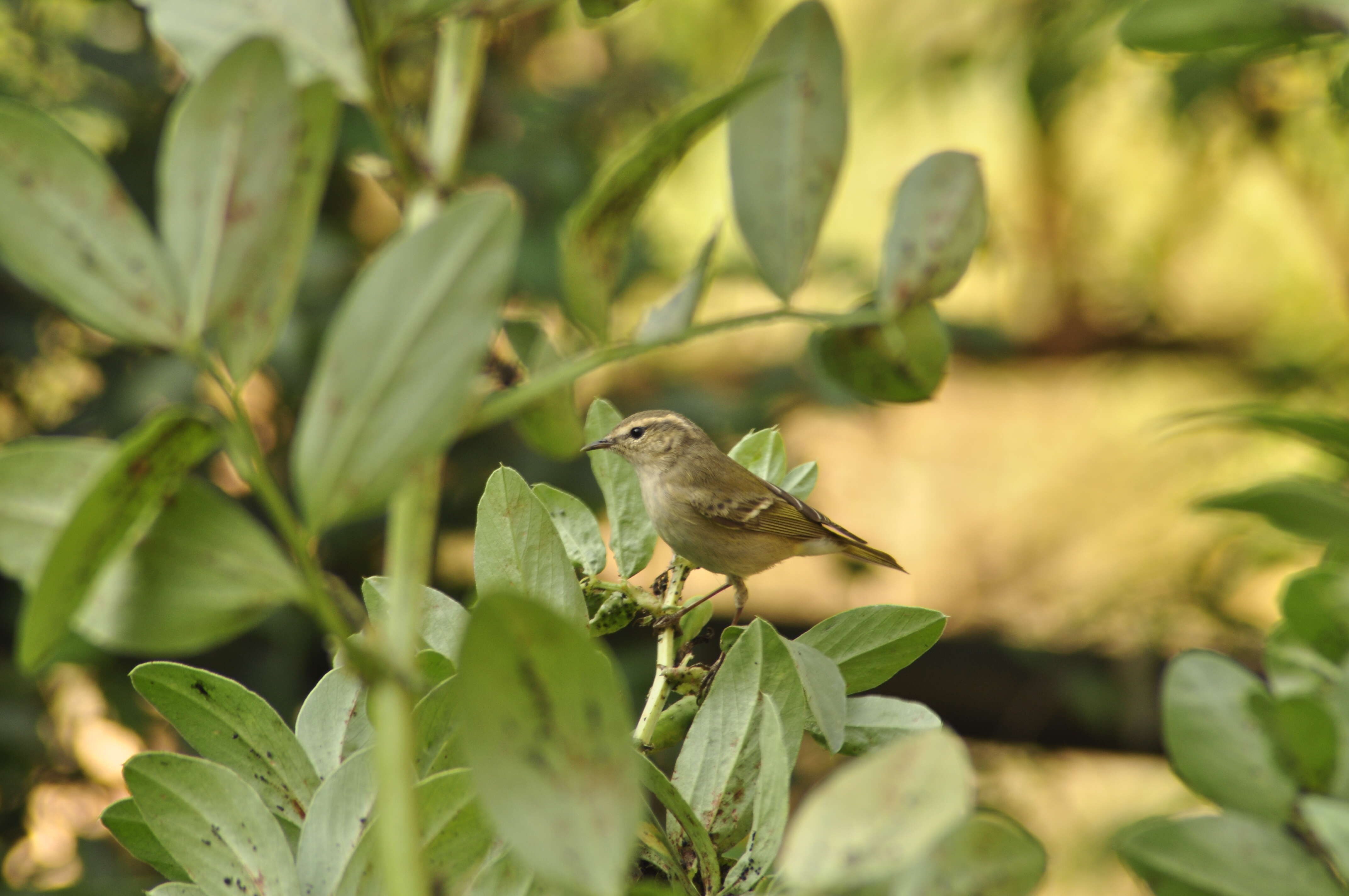 Слика од Phylloscopus humei (Brooks & WE 1878)