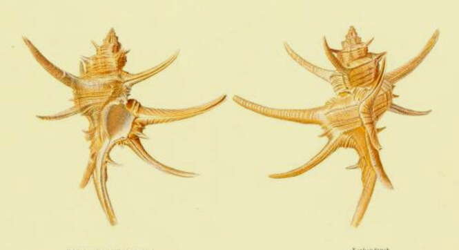 Image of Chicoreus longicornis (Dunker 1864)