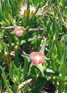 Image of hottentot fig