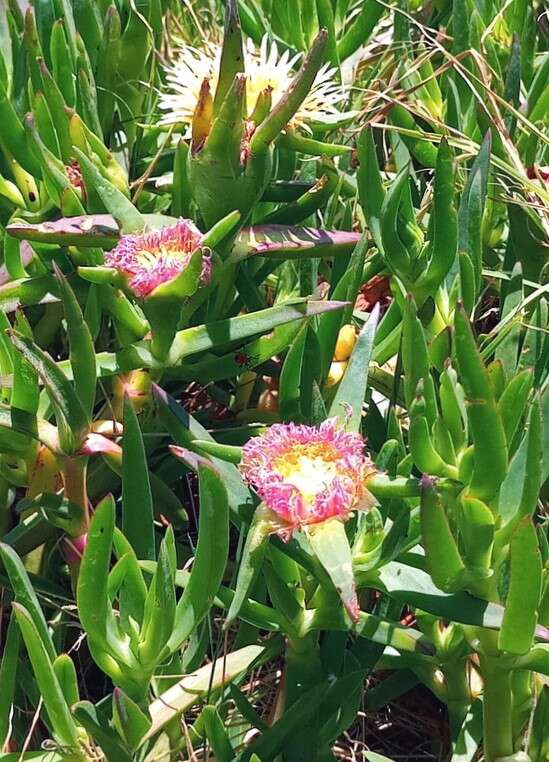 Image of hottentot fig