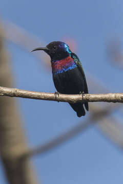 Image of Splendid Sunbird