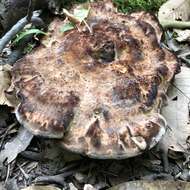 Image of Laetiporus persicinus (Berk. & M. A. Curtis) Gilb. 1981