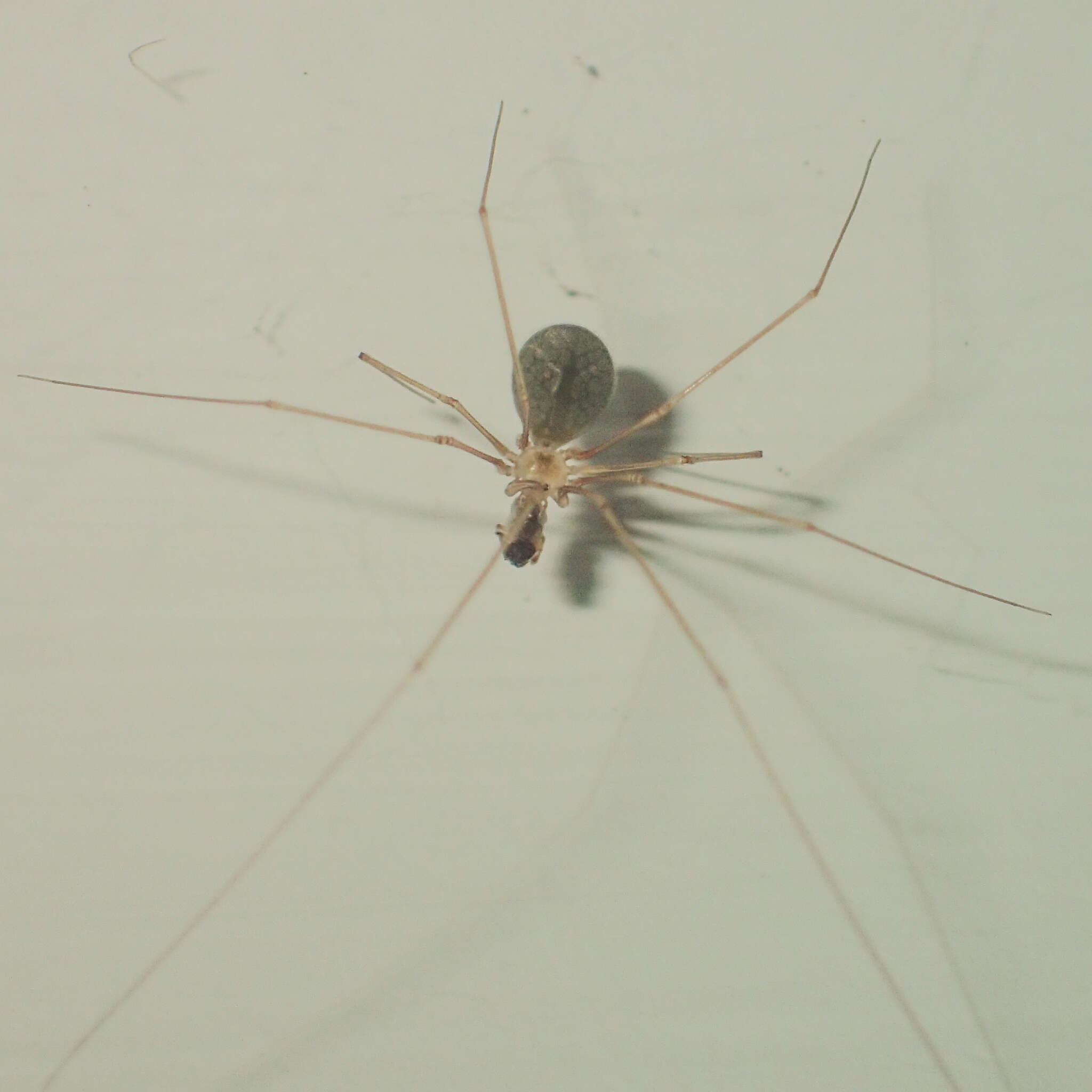 Image of Cellar spider