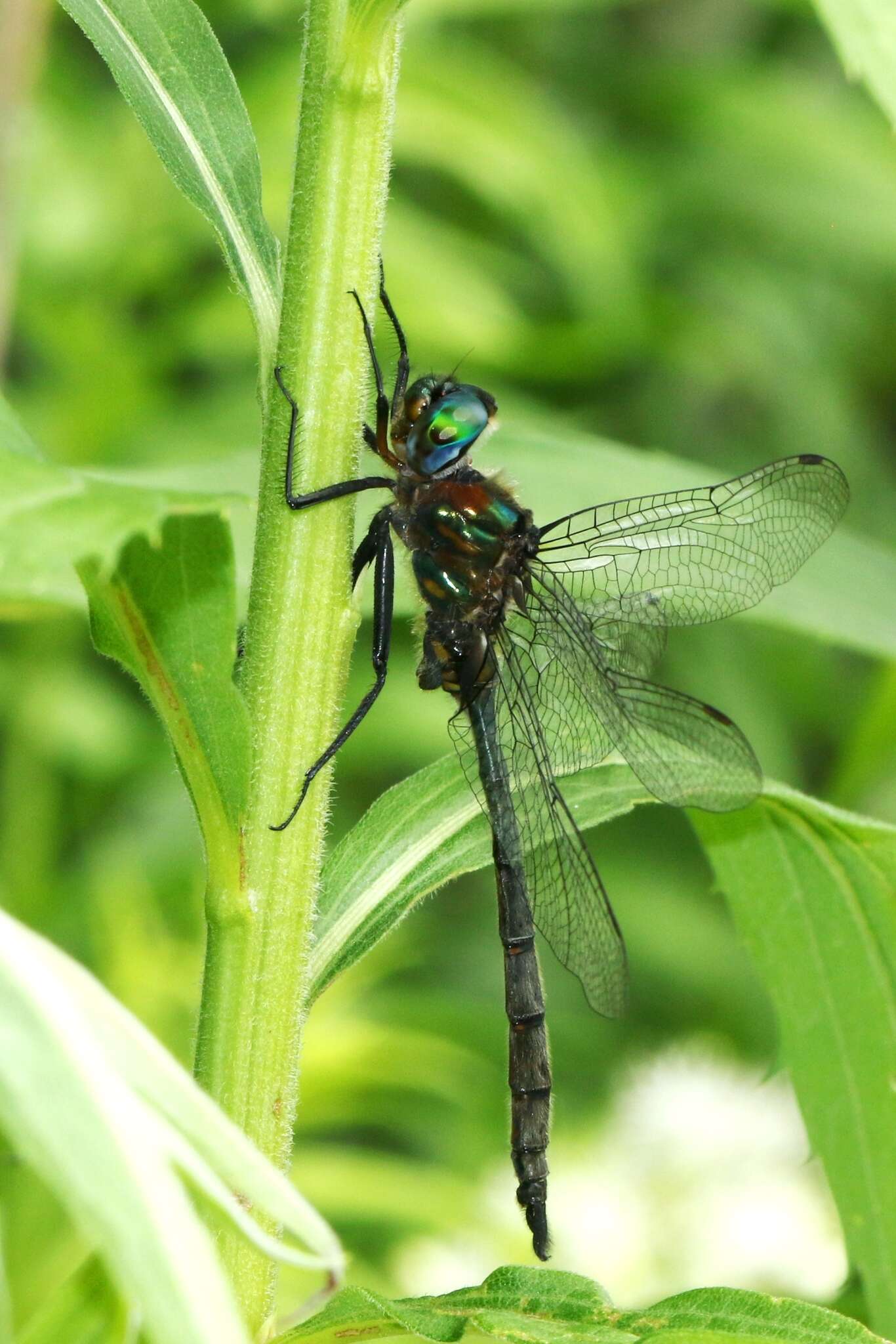 Image of Williamson's Emerald