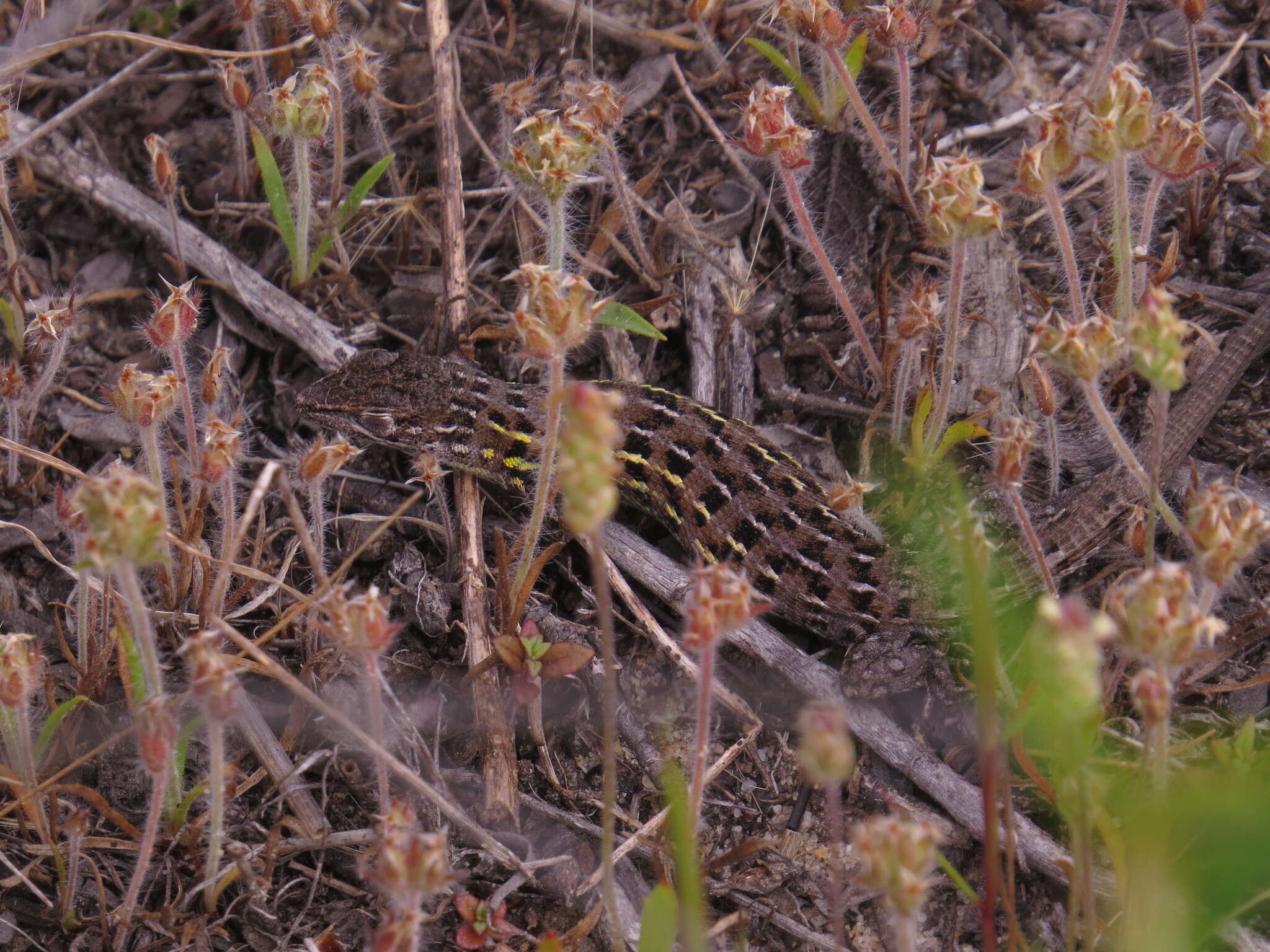 صورة Psammodromus occidentalis Fitze, Gonzalez-jimena, San-jose, San Mauro & Zardoya 2012