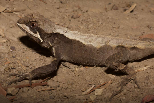 Image of Ota's mountain lizard