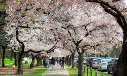 Plancia ëd Prunus yedoensis Matsum.