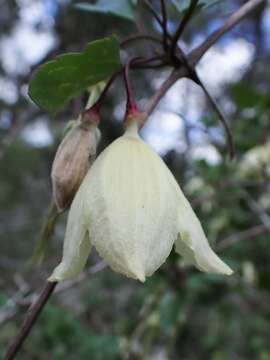 Imagem de Clematis cirrhosa L.