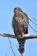 Image of Eurasian Goshawk