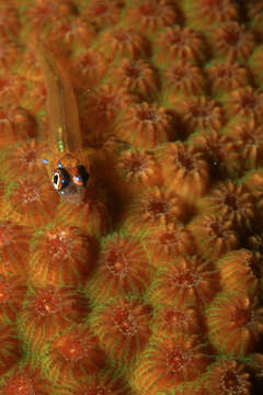 Image of Bluenose Goby